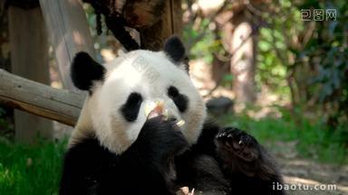 熊猫成都野生动物野生的